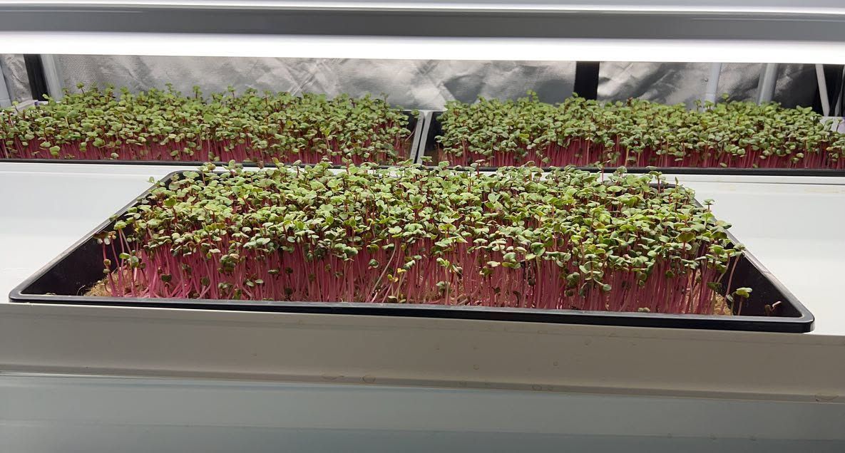 Trays of microgreens on grow racks