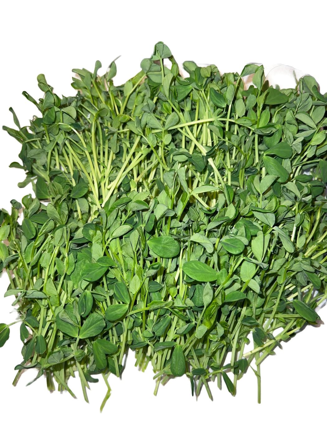 Freshly cut pea shoots