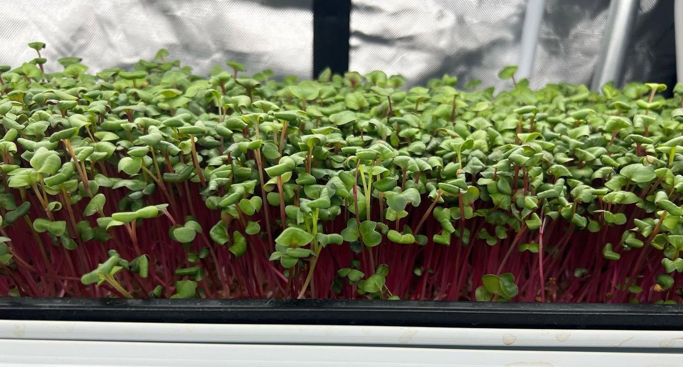 A tray of red stem radish microgreens