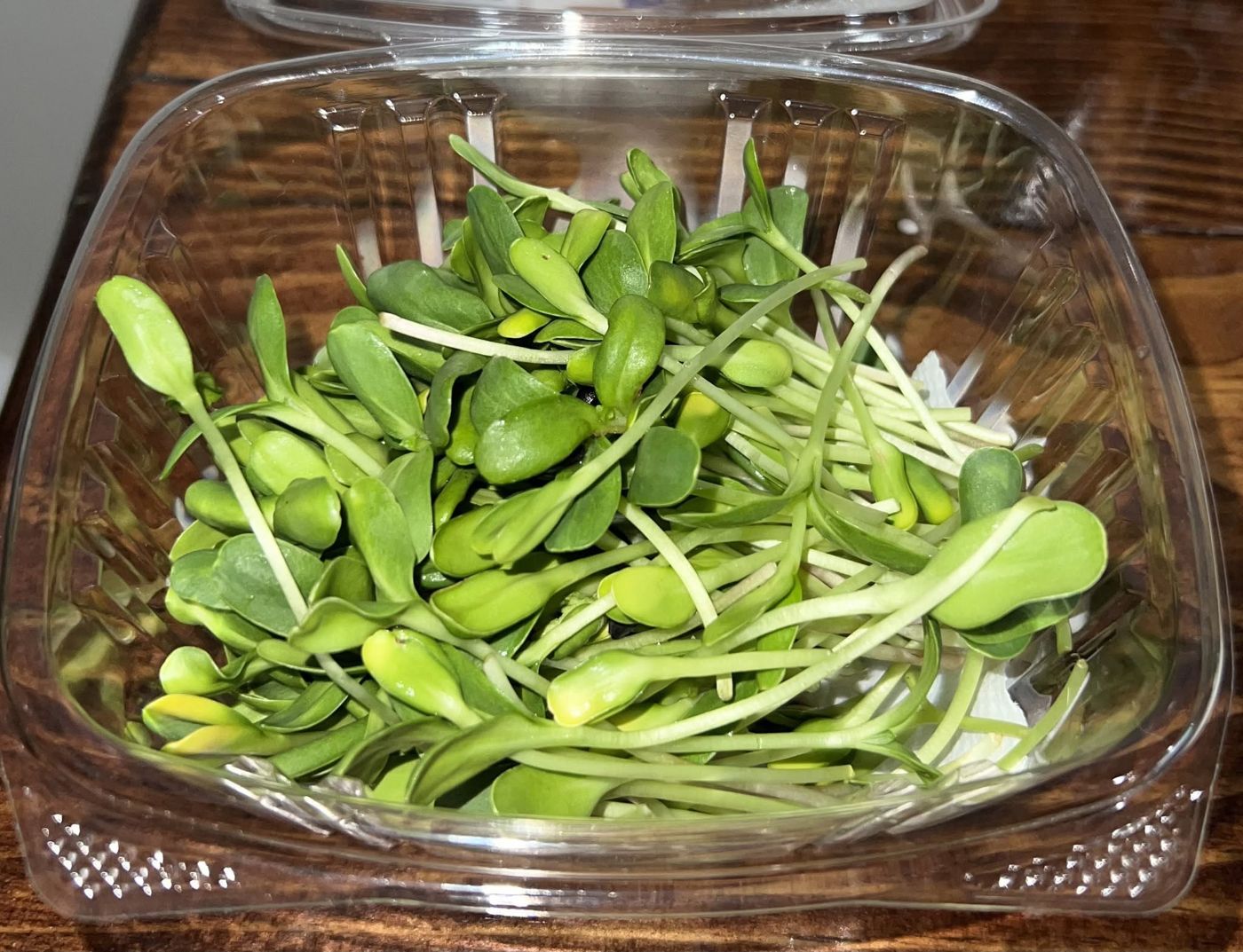 Black oil sunflower microgreens in a container