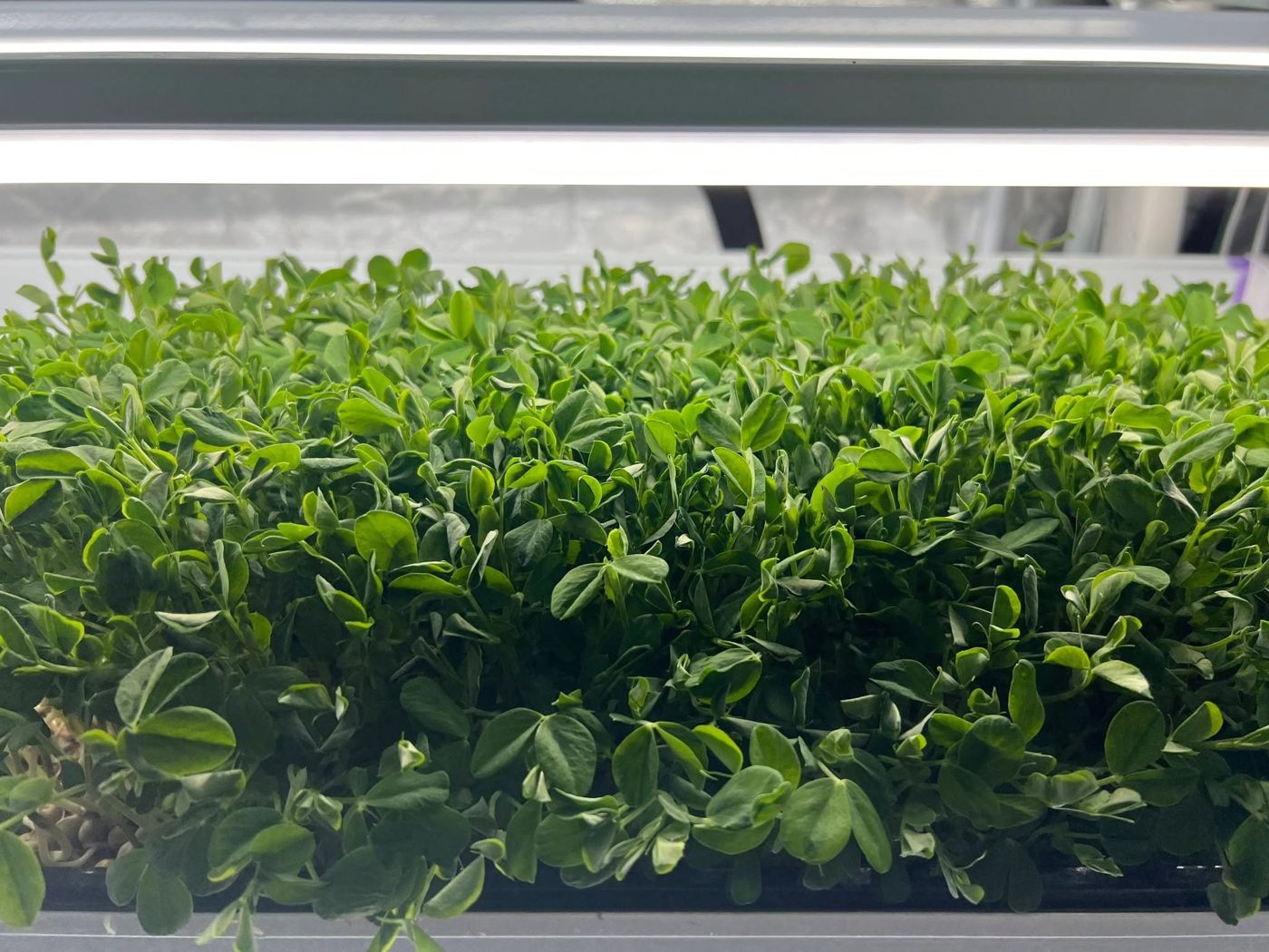 A full tray of microgreens growing on a rack