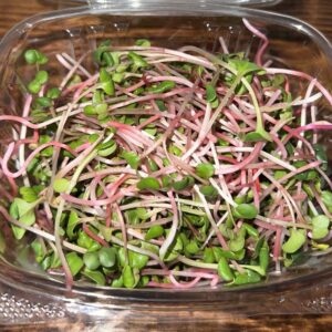 Red Stem Radish